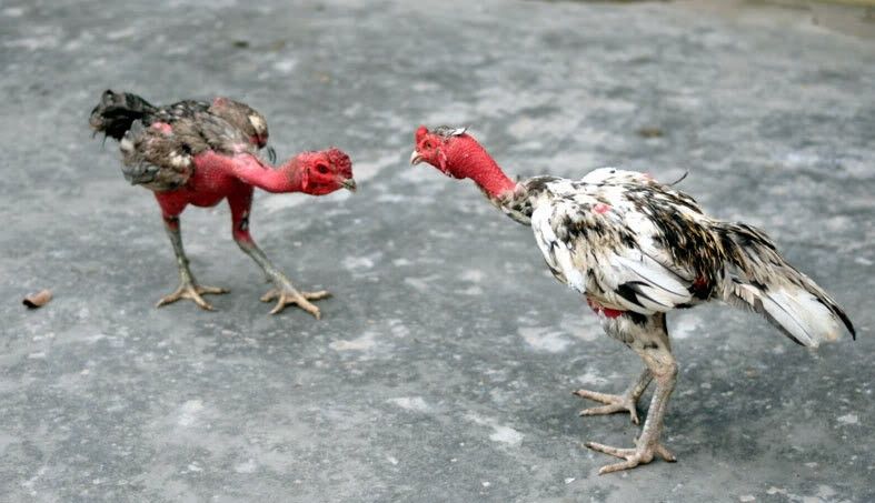 Gà đòn được tuyển chọn cực khắt khe trước khi tham gia