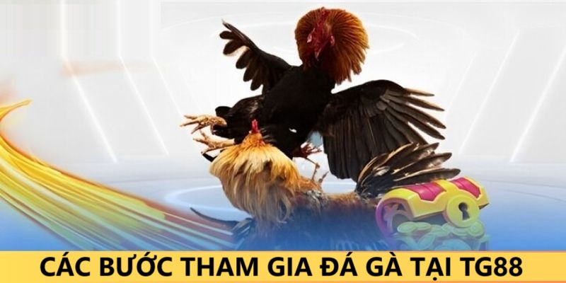 Vào cược với các sảnh cược đá gà đầy mị lực