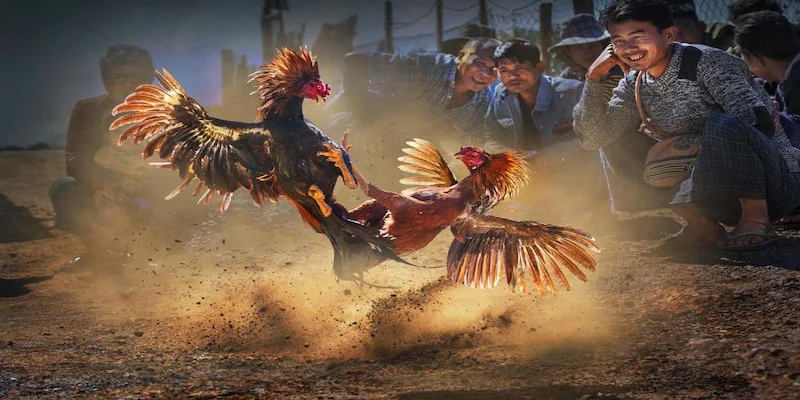 Gà tơ vỡ đòn là gì? Giải đáp chi tiết từ sư kê TG88