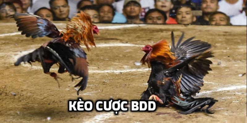 Đá gà TG88 - Uy tín, xanh chín hàng đầu ở Việt Nam