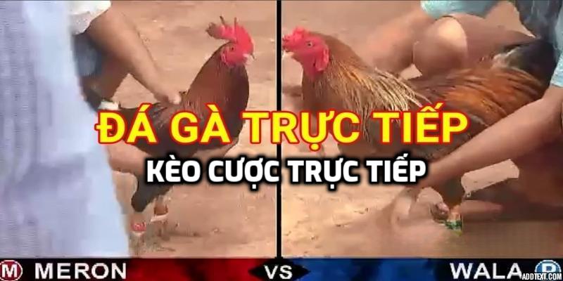 Các lựa chọn sốt dẻo ngay ở sảnh cược chọi kê TG88