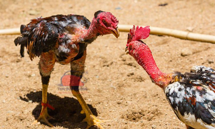 Gà đòn được phát sóng trực tuyến tại nền tảng TG88